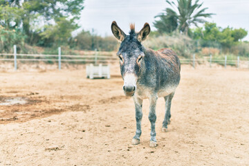Fototapeta premium Adorable donkey walking at the farm.