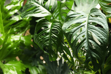 Monstera with lush leaves, closeup. Tropical plant