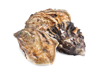 Fresh raw closed oysters on white background