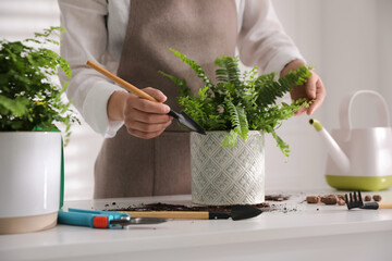 Woman planting fern at white table indoors, closeup