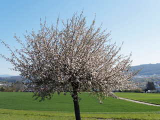 Naklejka premium (Malus sylvestris) Pommier sauvage en fleurs dans un verger sous un ciel bleu