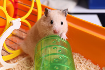 Cute little hamster in tray, closeup view