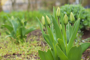 Beautiful unopened tulip buds outdoors on spring day, space for text