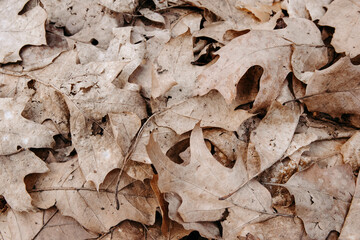 Background of dry brown leaves lying on the ground