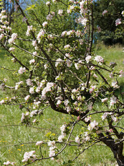 Floraison printanière du pommier sauvage ou boquetier (Malus sylvestris)
