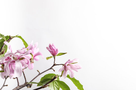 Magnolia tree branches with beautiful flowers on white background