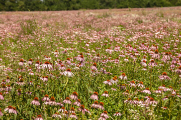 Echinacea purpurea (lat.Echinacea purpúrea). Echinacea meadow. Medicinal plant.