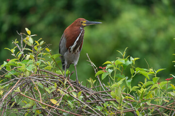socó-boi, Tigrisoma lineatum, Pantanal, Brasil, pena, pousado, floresta, ave aquática, bico, 