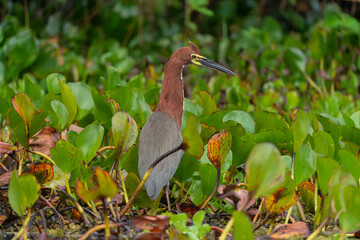 socó-boi, Tigrisoma lineatum, Pantanal, Brasil, pena, pousado, floresta, ave aquática, bico, 