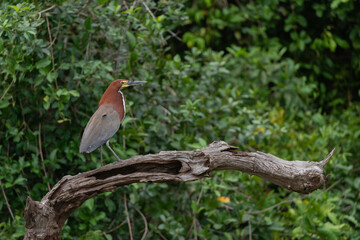 socó-boi, Tigrisoma lineatum,  Pantanal, Brasil, pena, pousado, floresta, ave aquática, bico, 
