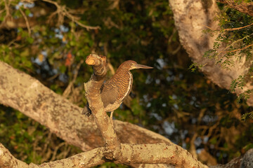 socó-boi, Tigrisoma lineatum, jovem, no Pantanal, Brasil, pena, pousado, floresta, ave aquática, bico, 