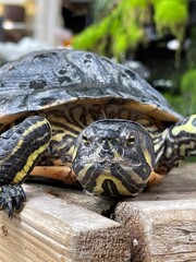turtle on the ground