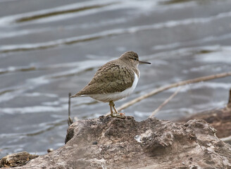 The white-tailed sandpiper