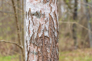 Obraz premium Cracked tree trunk with lichen..