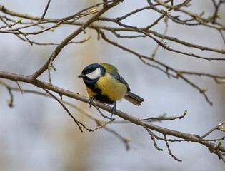 yellow tit