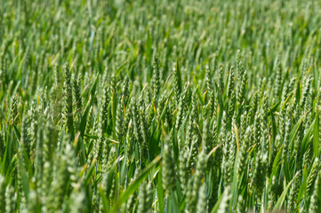 field of wheat