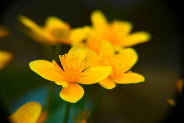 Blüte der Dotterblumen