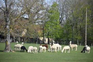 Lamas dans l'Allier