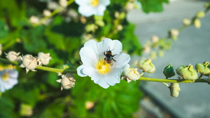 Process of flowers pollination by insects.