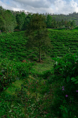 green forest in the morning