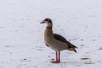 Nilgans auf Eis