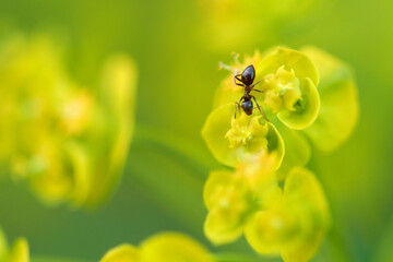 Ant crawling on yellow Myrtle spurge (Euphorbia myrsinites). 