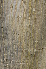 Obraz premium Baumrinde