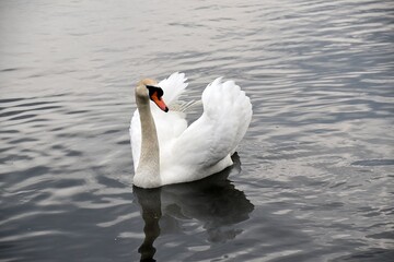 Łabędzie Na Wodzie. Ptaki Pływają W Jeziorze © Iwona