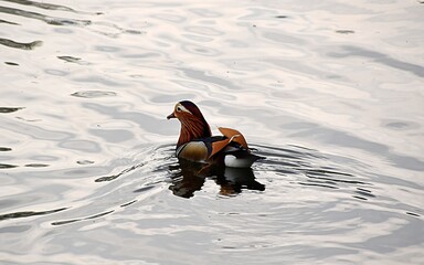 Bielawa, kaczka Mandarynka plywajaca na wodzie © Iwona