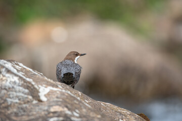white-throated dipper on a rock in the mountain river
