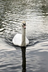 Łabędzie Na Wodzie. Ptaki Pływają W Jeziorze © Iwona