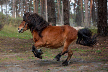 horse and dog