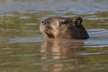 CAPIVARA - Hydrochoerus hydrochaeris, maior roedor do mundo, no pantanal, Brasil