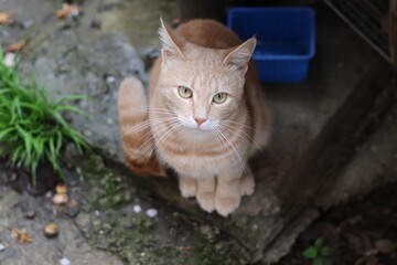 portrait of a beautiful cat