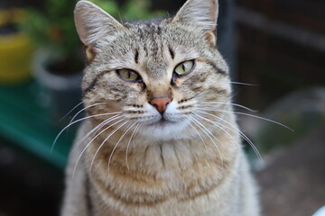 portrait of a beautiful cat
