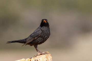 Common Blackbird standing on stone