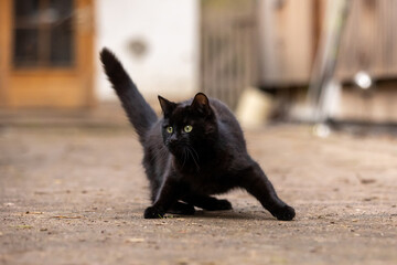 Schwarze Jungkatze spielt 