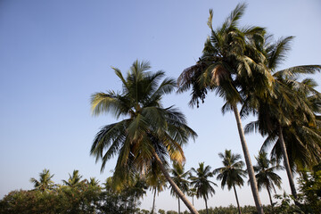 Coconut trees against blue sky 