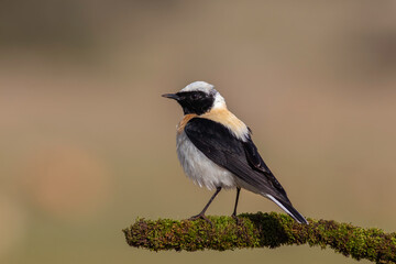 standing on mossy branch Black-eared Wheatear 