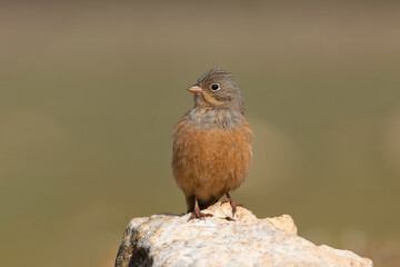 Cretzschmar`s Bunting standing on stone