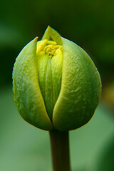 Tulpen Blüte