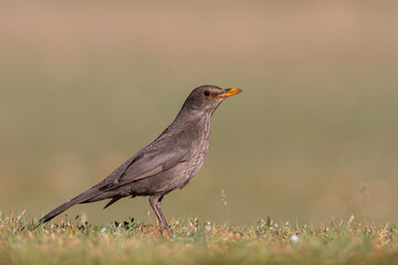 Obraz premium Common Blackbird feeding on flowers