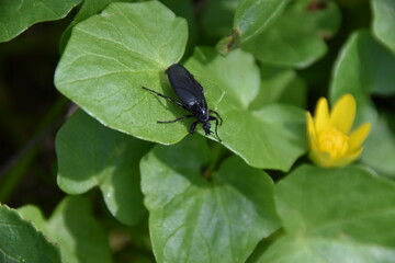 schwarzer Waldkäfer