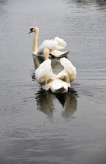 Zabujały białe łabędzie na wodzie © Iwona