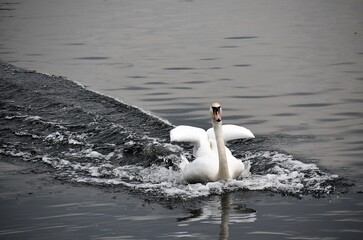 Zabujały białe łabędzie na wodzie © Iwona