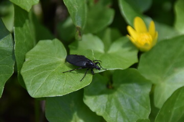 schwarzer Waldkäfer