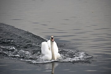 Zabujały białe łabędzie na wodzie © Iwona