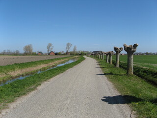 a typical dutch landscape with a road with willow trees along the fields with a ditch and a blue...