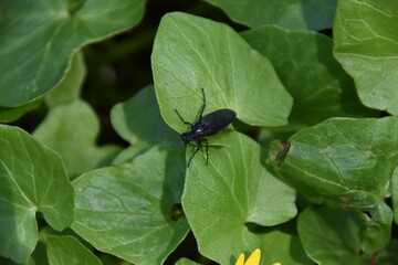 Käfer auf Blatt