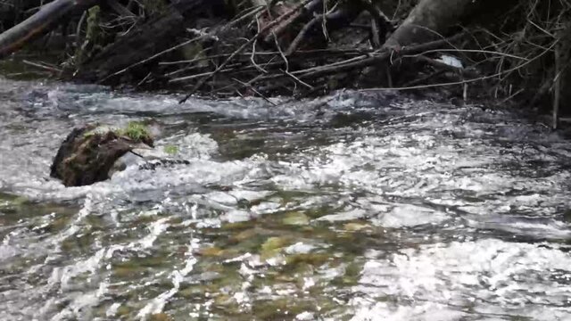panning accross creek with branches and rocky shore